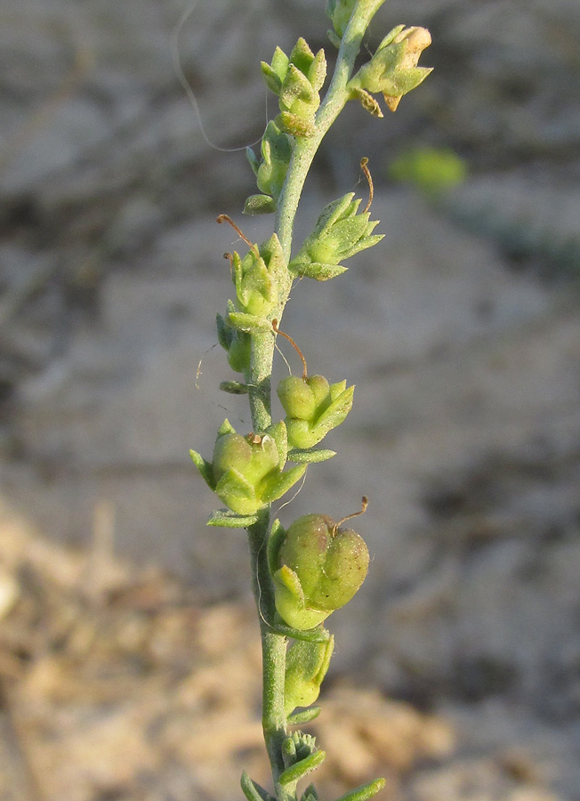 Изображение особи Linaria sabulosa.