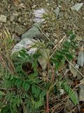 Astragalus boreomarinus