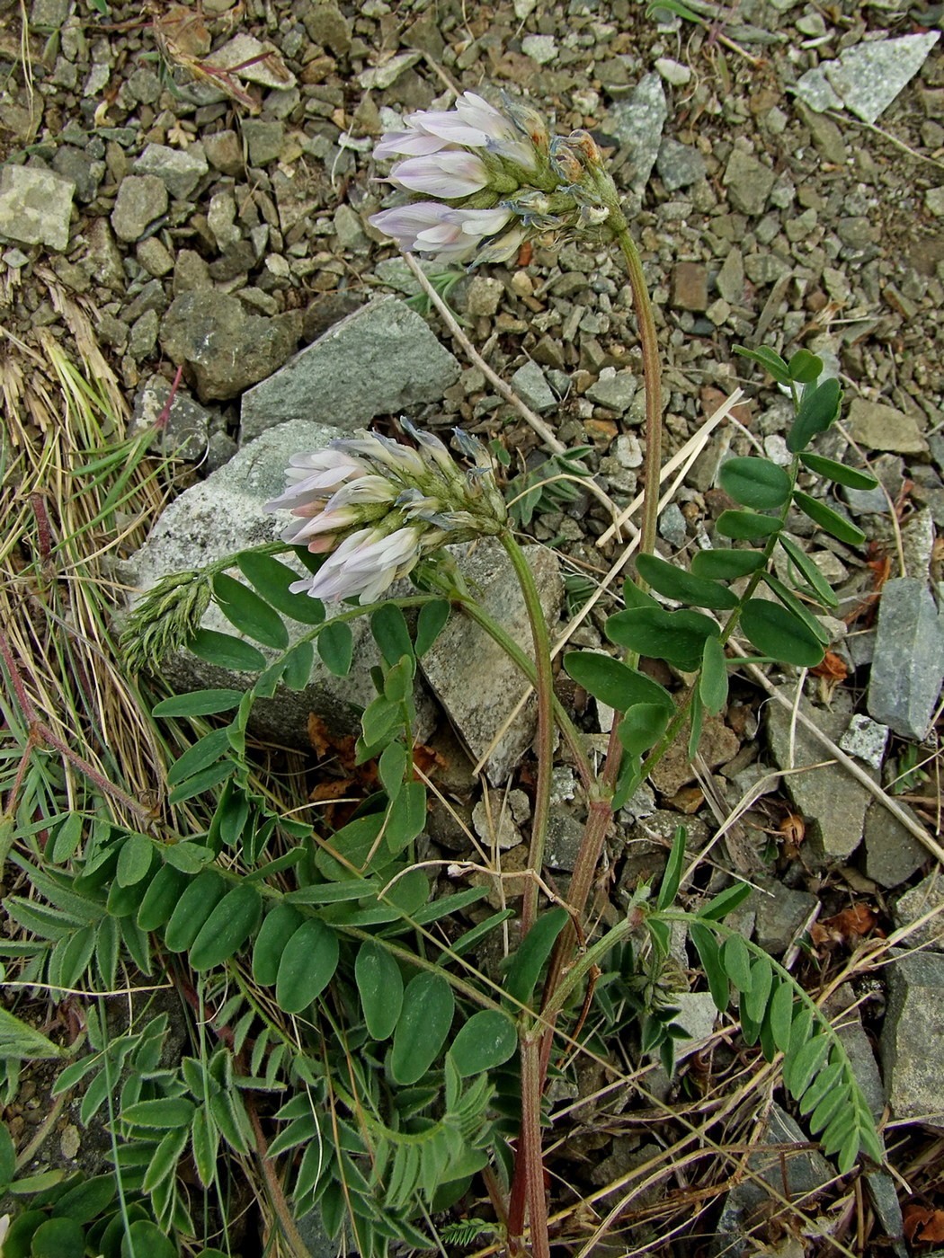 Изображение особи Astragalus boreomarinus.
