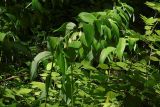 Polygonatum maximowiczii