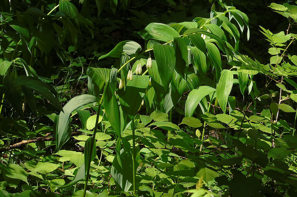 Image of Polygonatum maximowiczii specimen.