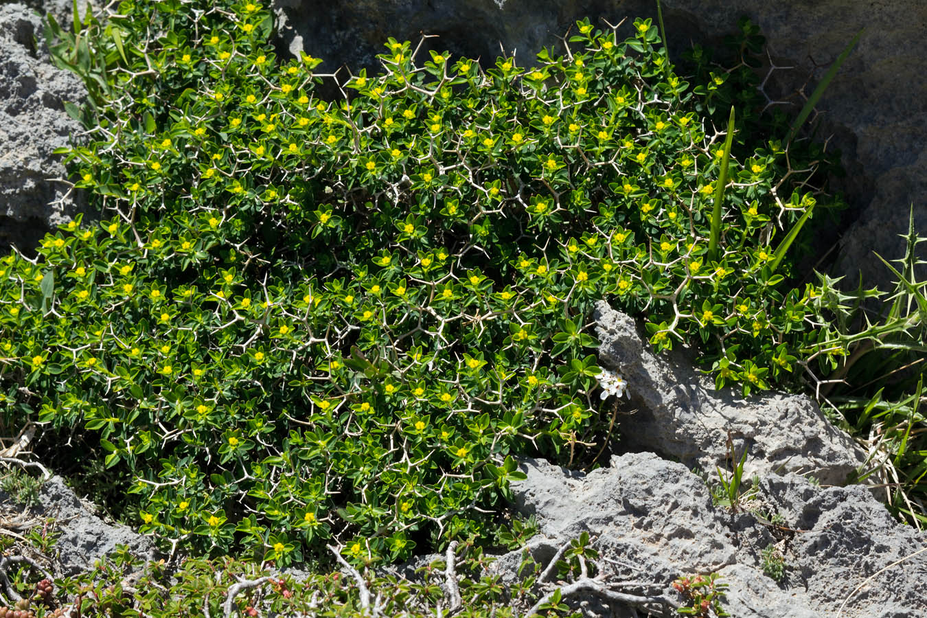 Image of Euphorbia acanthothamnos specimen.