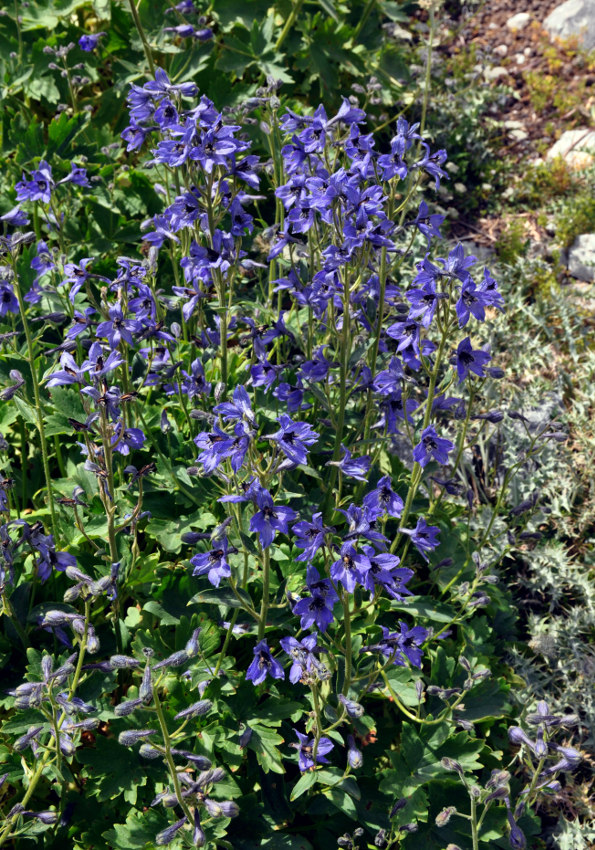 Image of Delphinium oreophilum specimen.