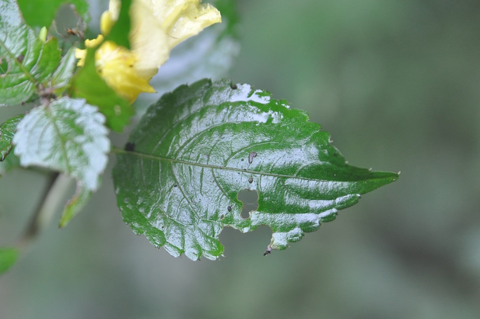 Image of genus Impatiens specimen.