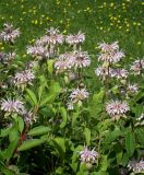 Monarda fistulosa