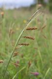 Carex flacca