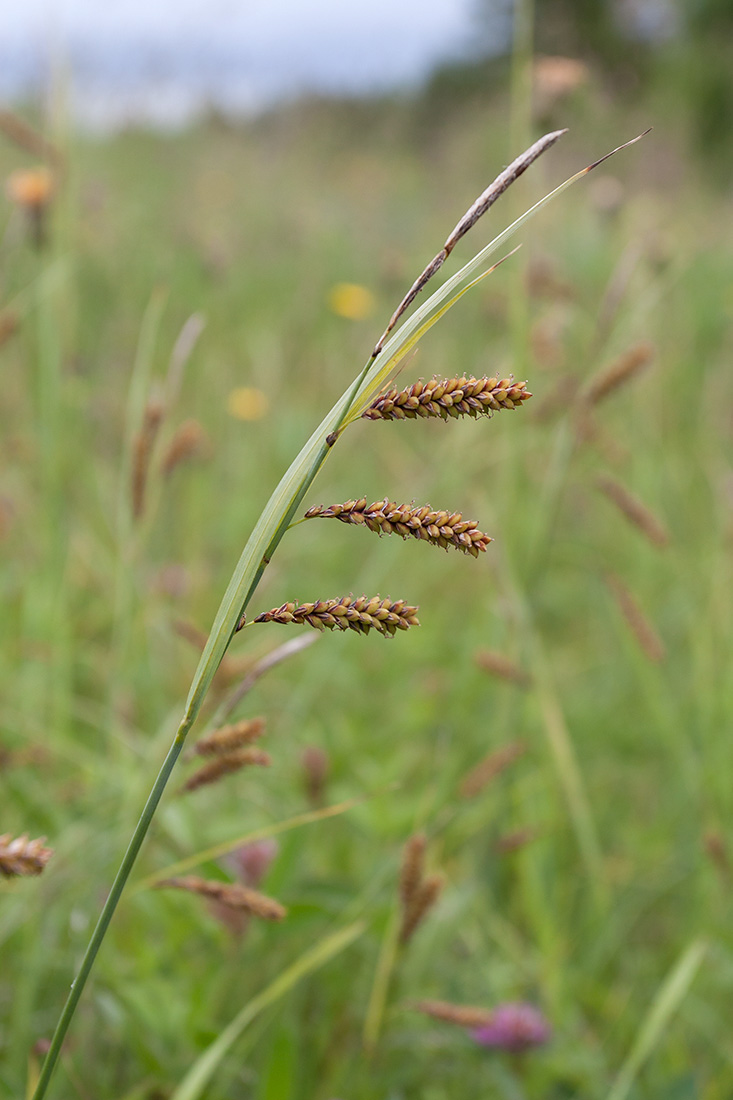 Изображение особи Carex flacca.