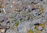 Nepeta kokanica. Цветущее растение. Таджикистан, Фанские горы, перевал Алаудин, ≈ 3700 м н.у.м., осыпающийся каменистый склон. 05.08.2017.