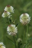 Trifolium montanum