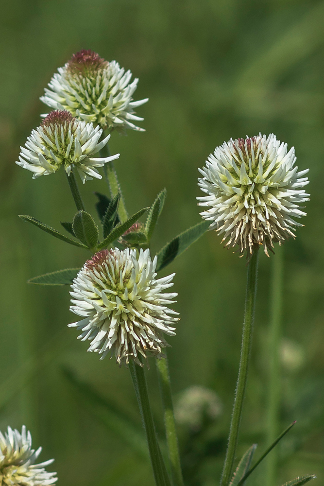 Изображение особи Trifolium montanum.