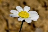 Anthemis chia. Соцветие-корзинка. Греция, о-в Крит, ном Ханья (Νομός Χανίων), дим Платаньяс (Δήμος Πλατανιά), горный массив Лефка Ори (Λευκά Όρη), урочище Ксилоскало (Ξυλόσκαλο), ≈ 1300 м н.у.м., каменистый склон. 23 июня 2017 г.