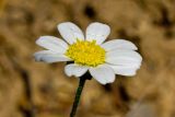 Anthemis chia