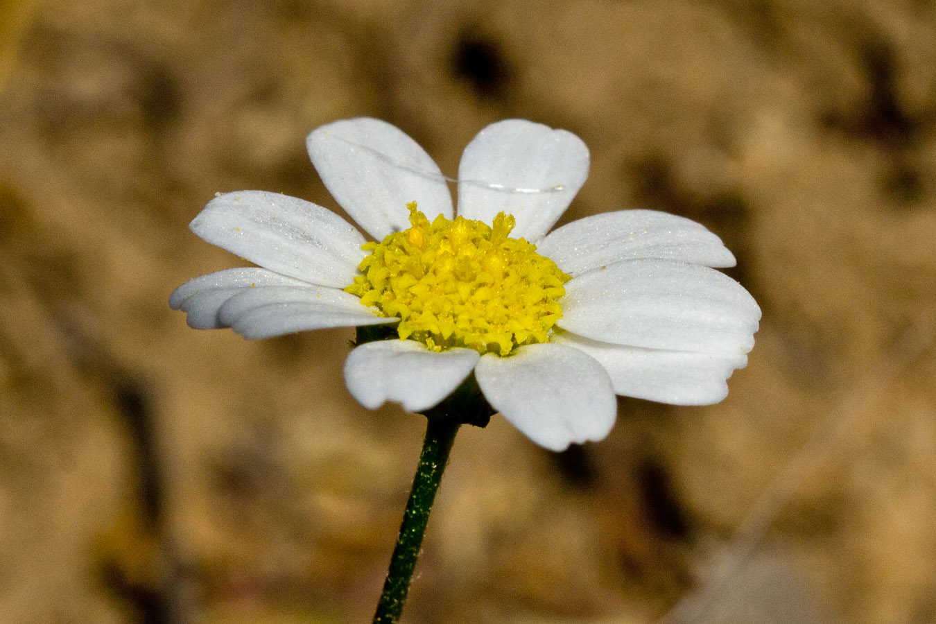 Изображение особи Anthemis chia.