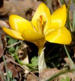 Crocus chrysanthus