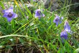 Campanula dasyantha