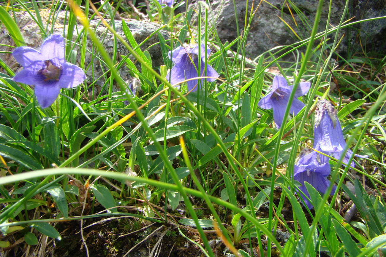 Изображение особи Campanula dasyantha.