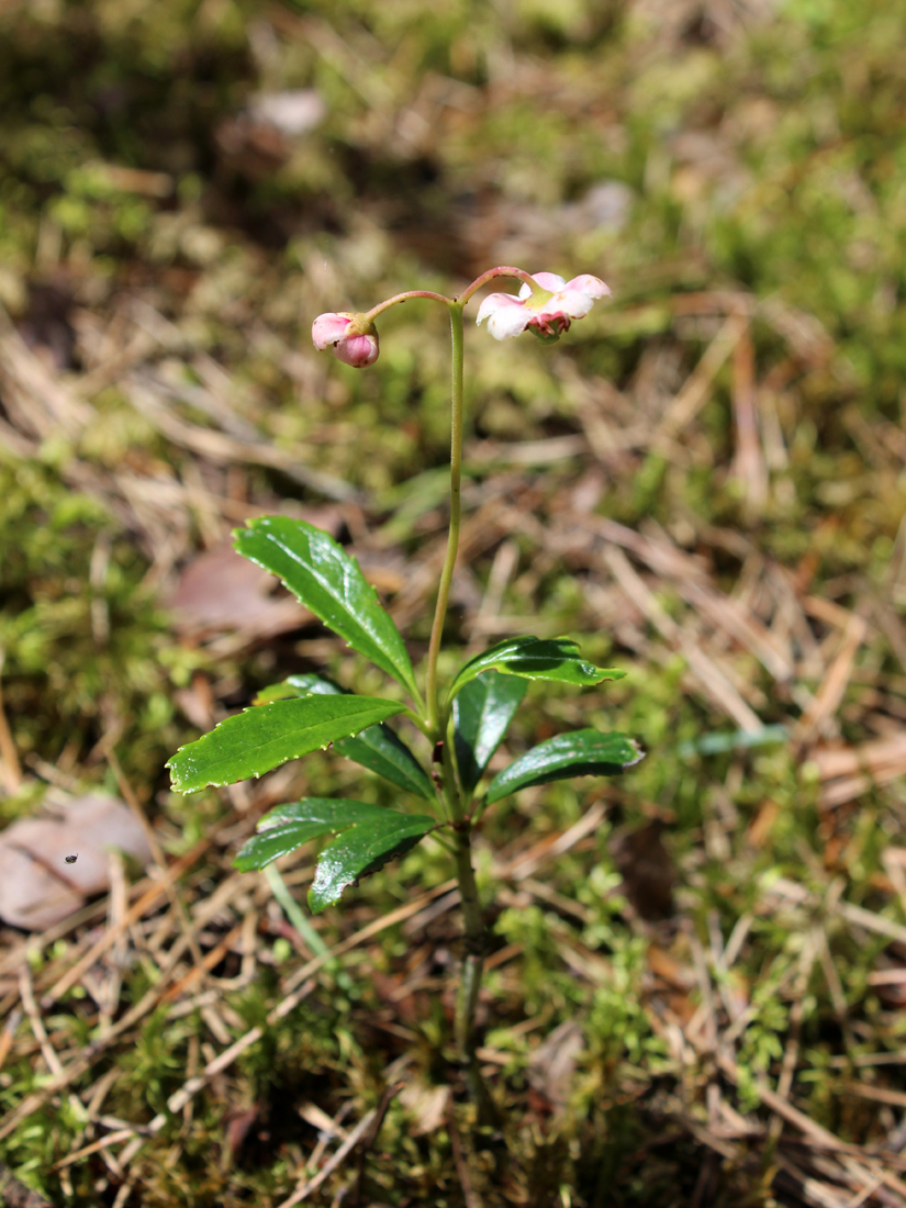 Image of Chimaphila umbellata specimen.