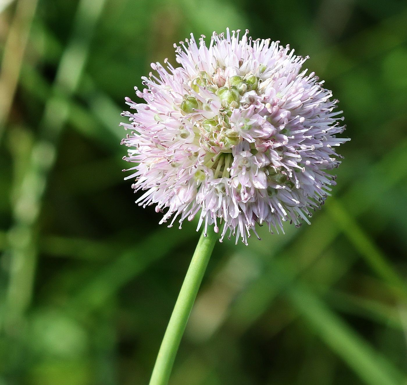 Image of Allium strictum specimen.