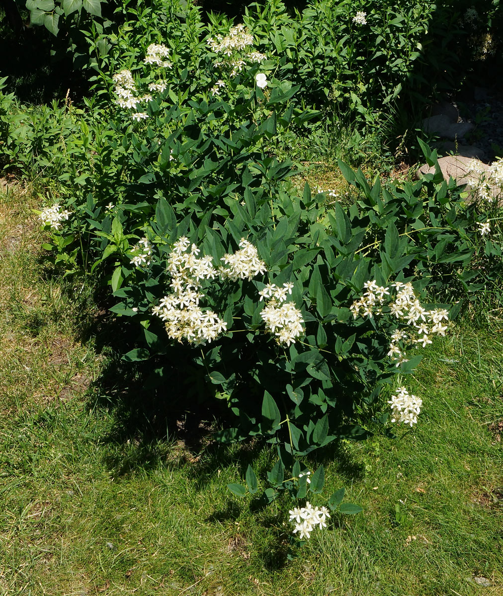 Image of Clematis lathyrifolia specimen.