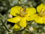 Verbascum spinosum. Цветок. Греция, о-в Крит, ном Ханья (Νομός Χανίων), дим Платаньяс (Δήμος Πλατανιά), горный массив Лефка Ори (Λευκά Όρη), урочище Ксилоскало (Ξυλόσκαλο), ≈ 1200 м н.у.м., каменистый склон у автомобильной дороги. 28 июня 2017 г.