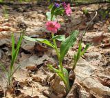 Pulmonaria obscura. Цветущее растение. Татарстан, г. Бавлы. 08.05.2010.