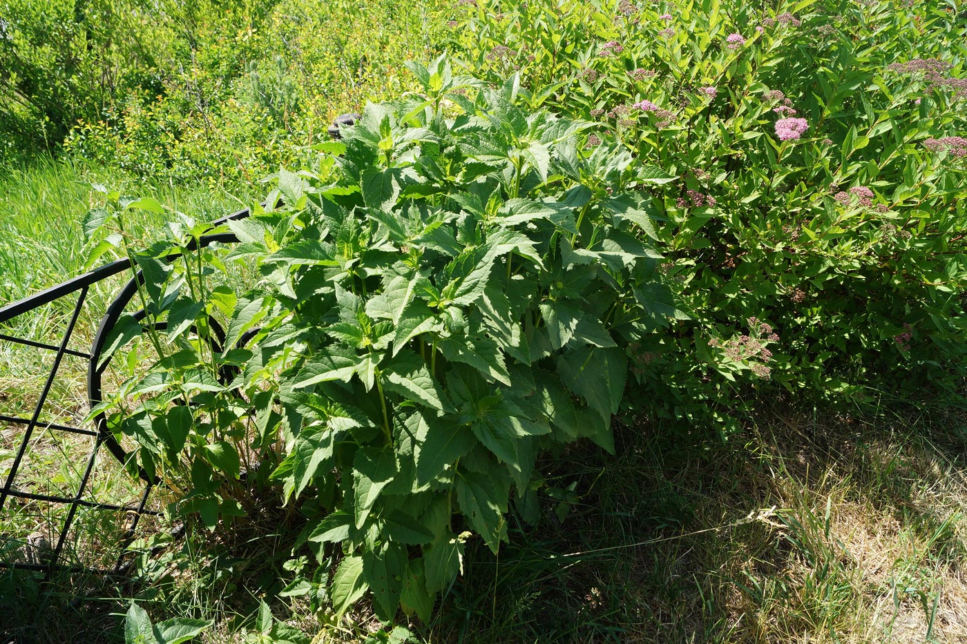 Изображение особи Heliopsis helianthoides ssp. scabra.