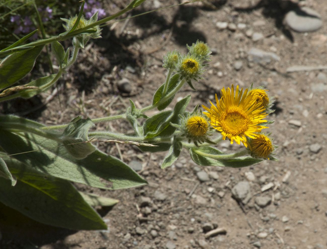 Изображение особи Inula oculus-christi.