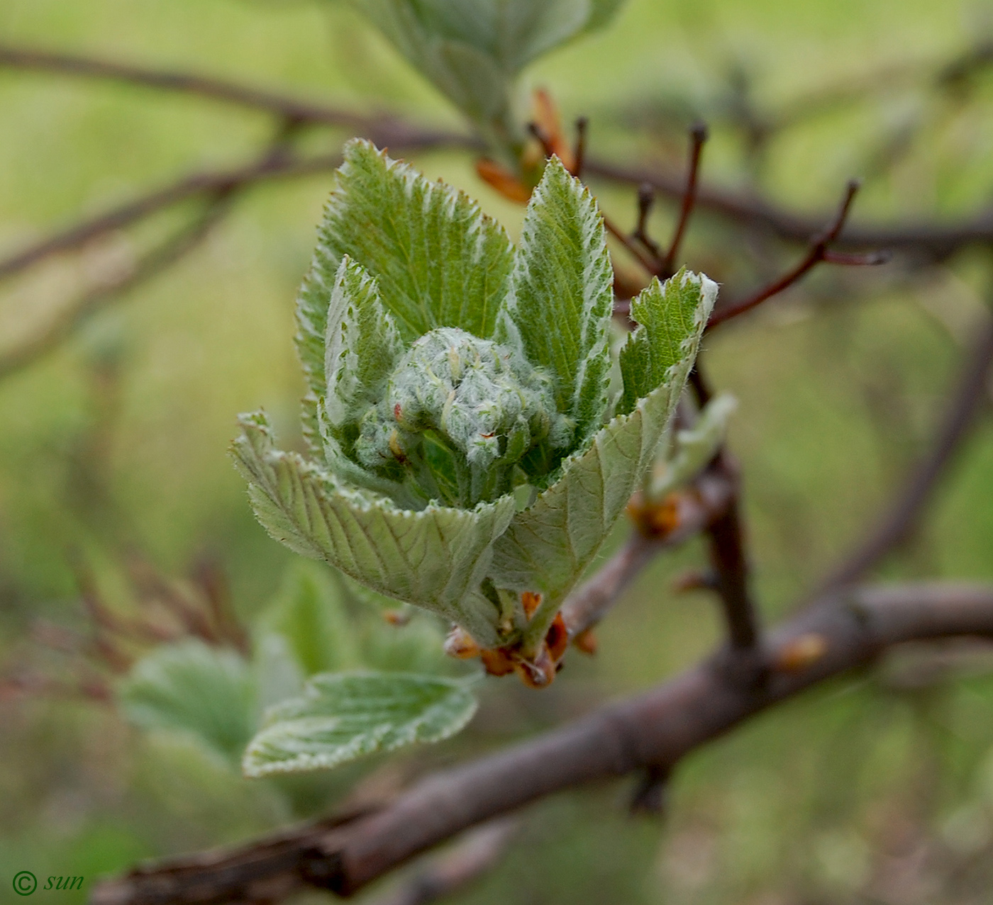 Image of Sorbus intermedia specimen.