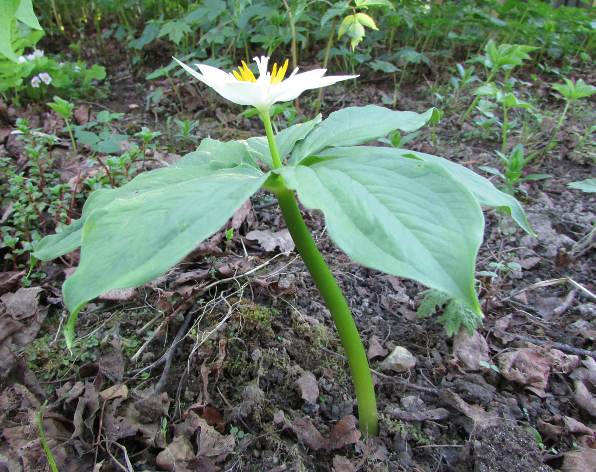 Image of Paris japonica specimen.