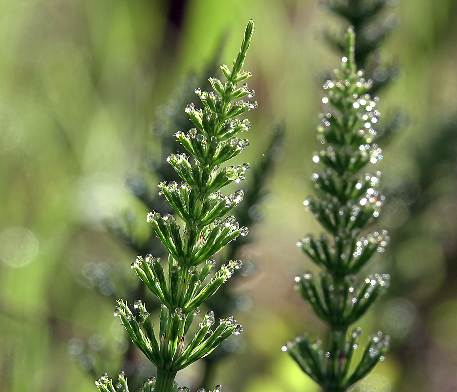 Изображение особи Equisetum arvense.