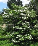 Viburnum opulus