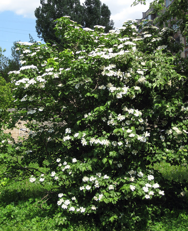 Image of Viburnum opulus specimen.