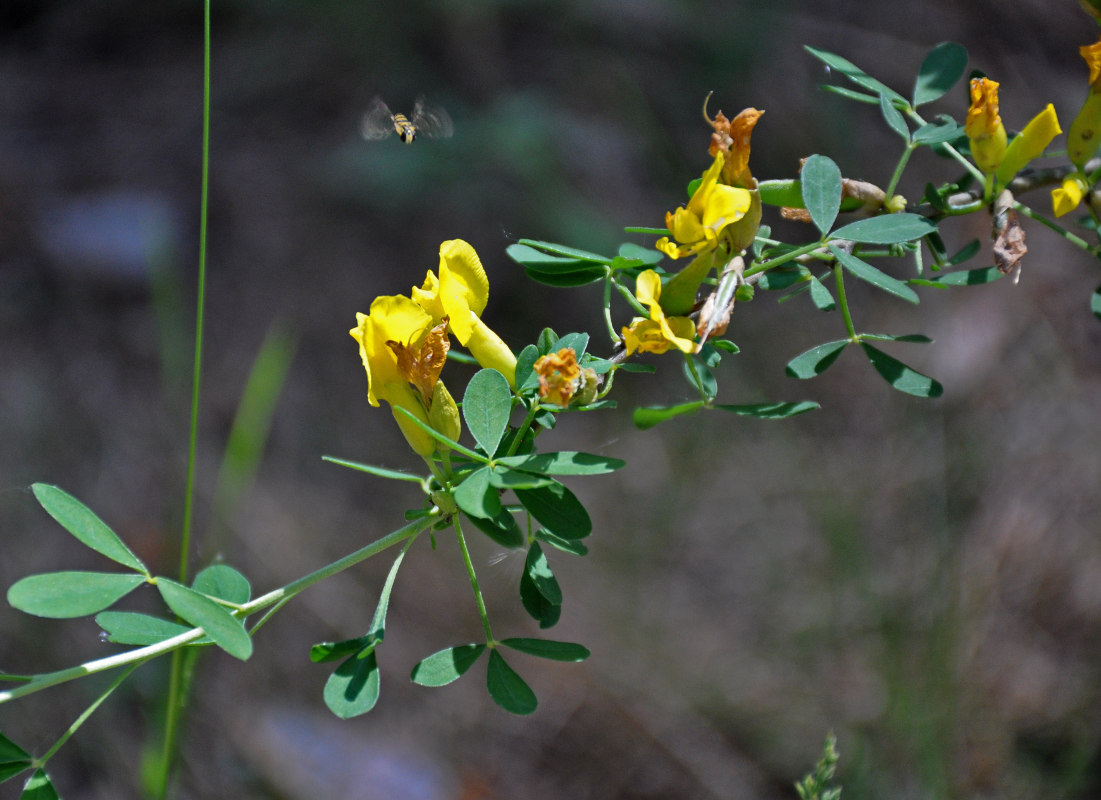 Изображение особи Chamaecytisus ruthenicus.