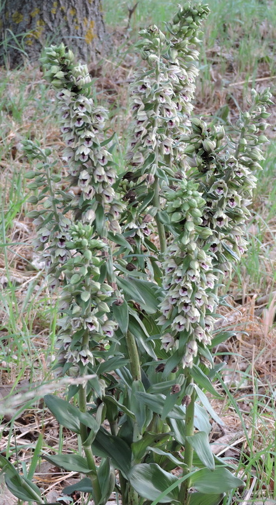 Image of Epipactis condensata specimen.