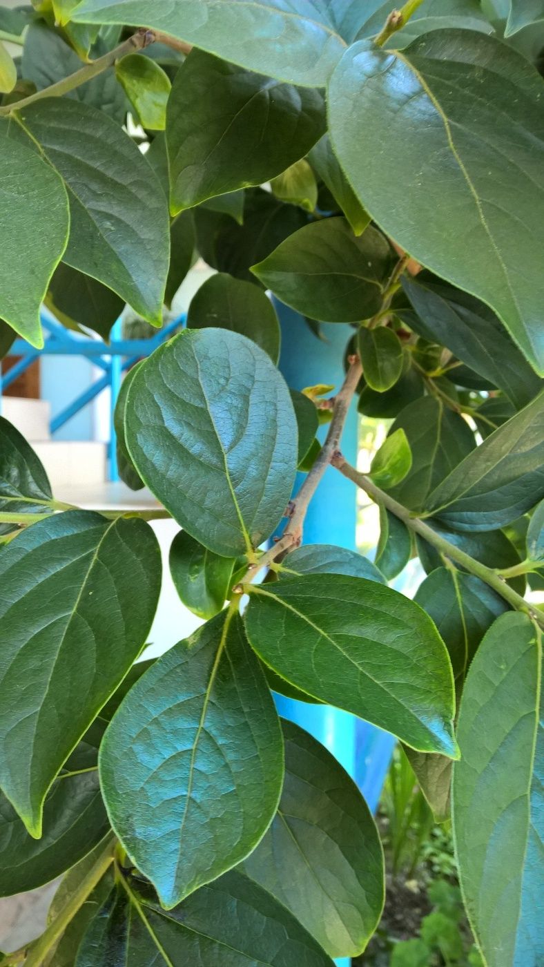 Image of Diospyros kaki specimen.