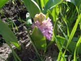 Hyacinthus orientalis