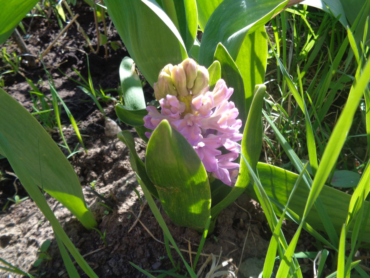 Изображение особи Hyacinthus orientalis.