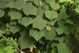 Acer tegmentosum