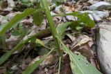 Erysimum aureum