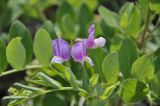 Lathyrus japonicus. Цветки и части листьев. Приморский край, Шкотовский р-н, окр. пос. Подъяпольск, каменистый берег моря. 16.07.2018.