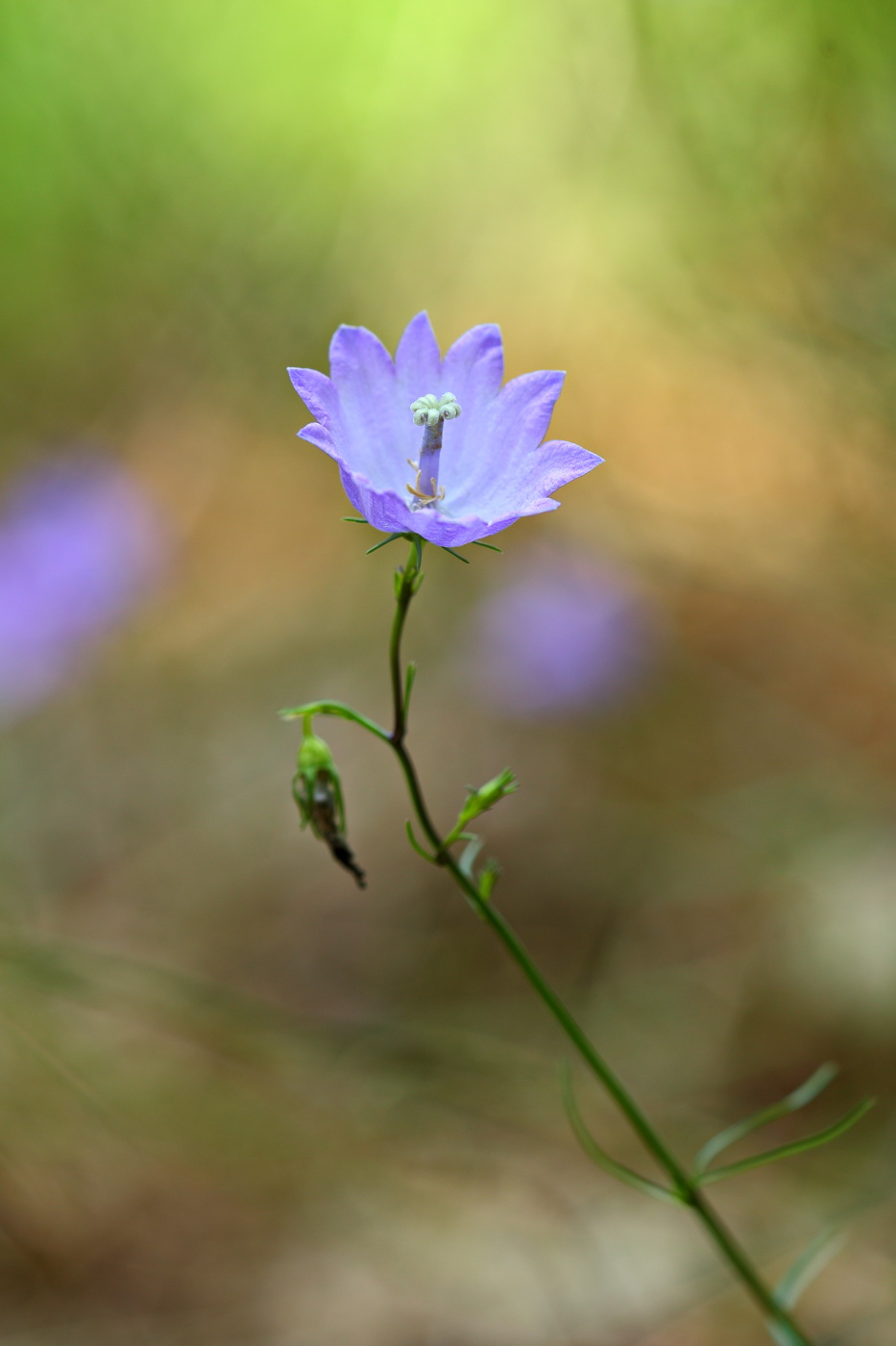 Image of Campanula rotundifolia specimen.