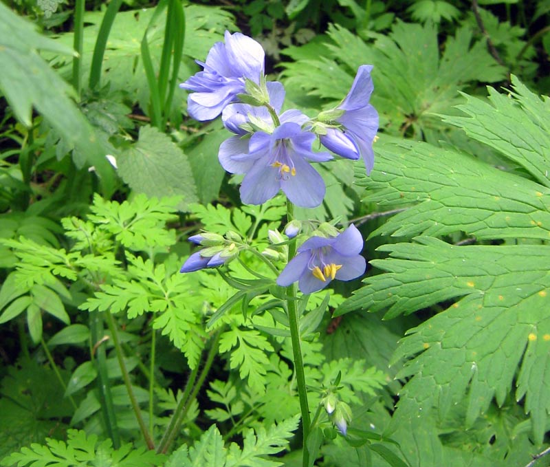 Image of Polemonium caucasicum specimen.