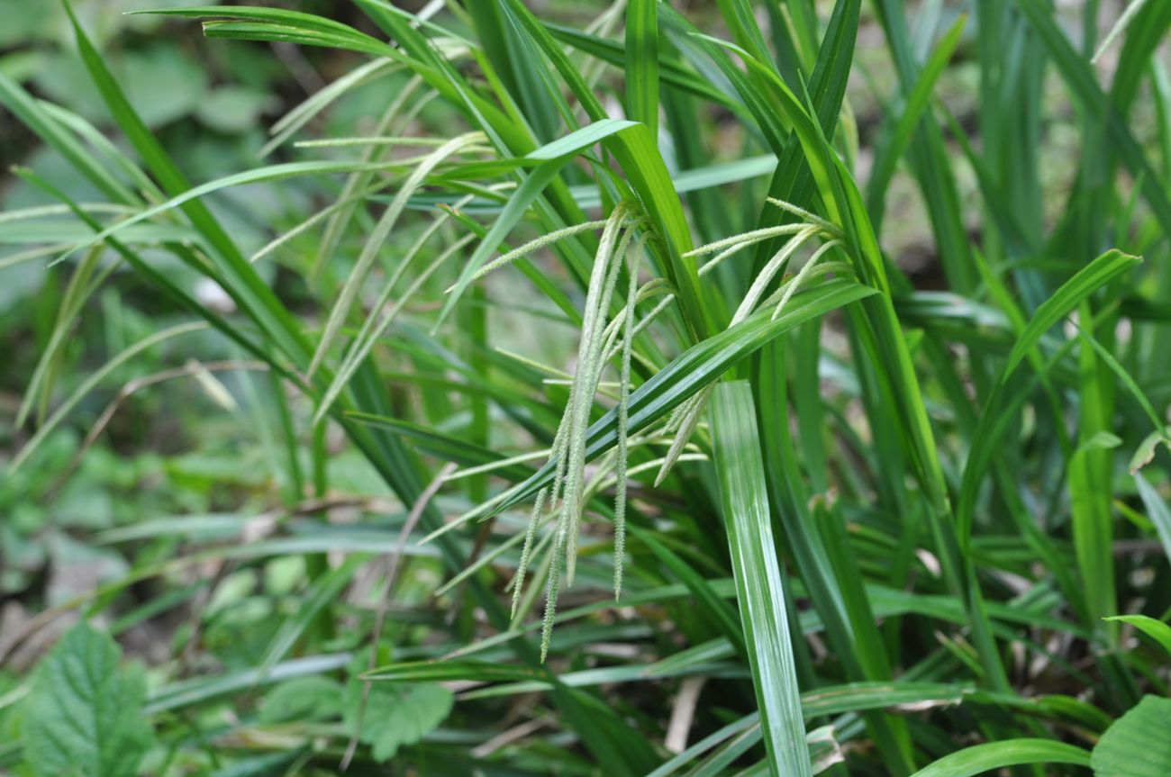 Image of Carex pendula specimen.