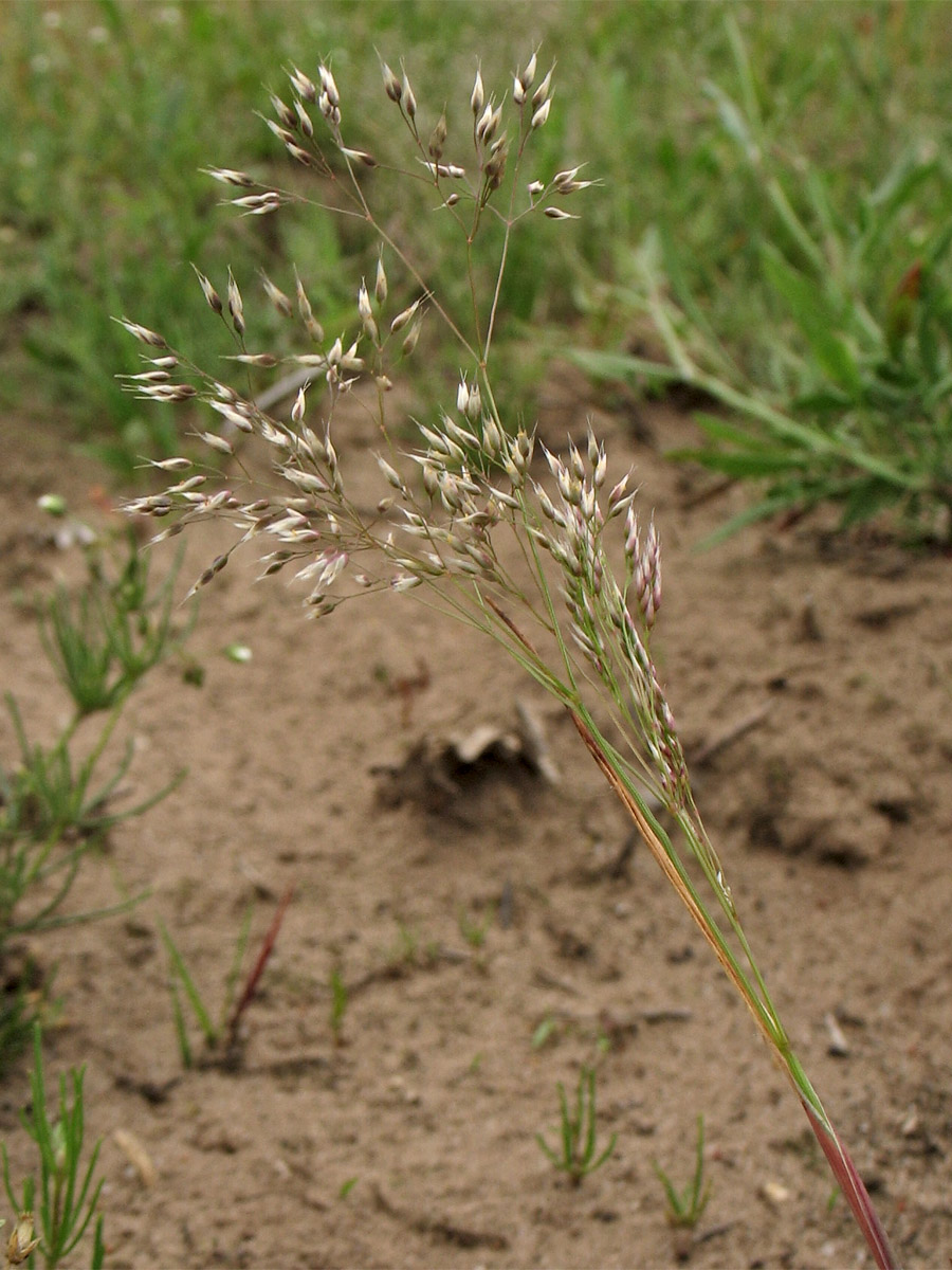 Image of Aira caryophyllea specimen.