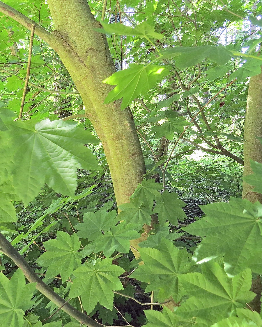 Image of Acer circinatum specimen.