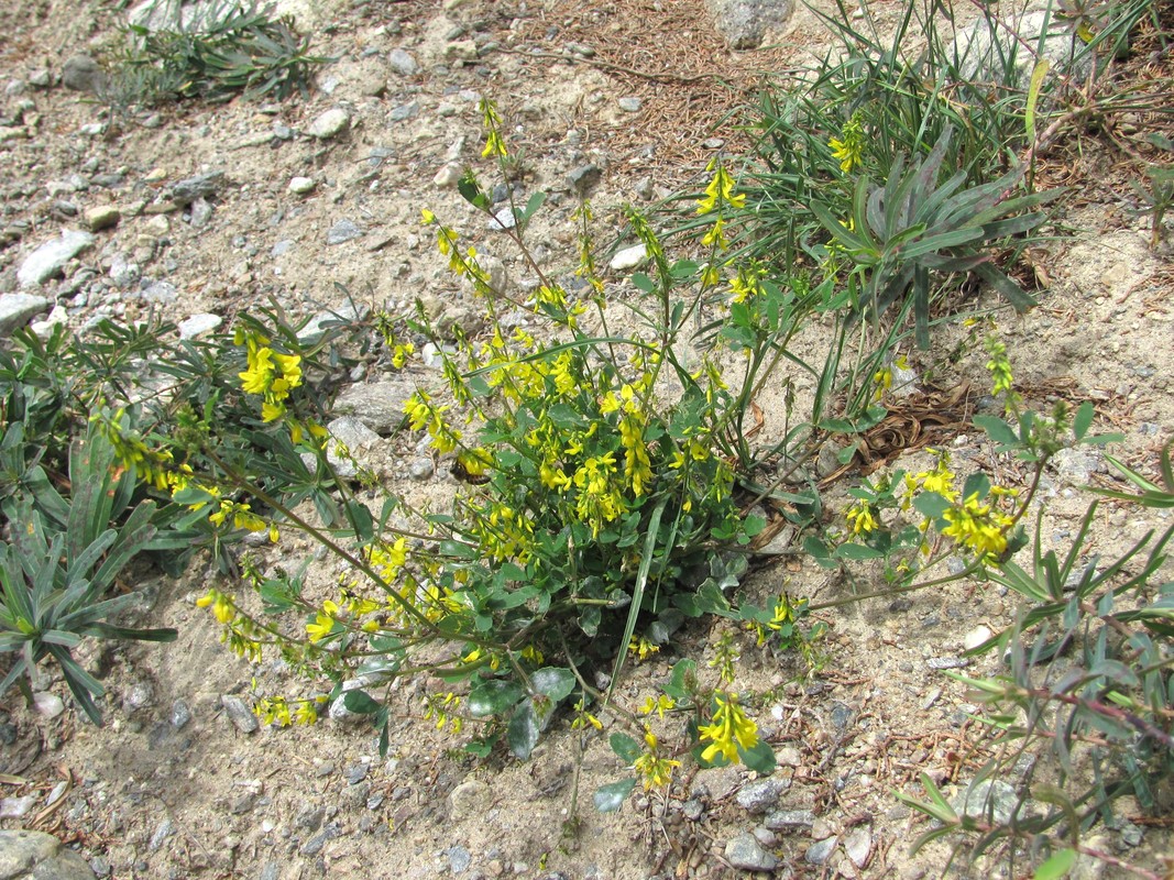 Image of Melilotus officinalis specimen.