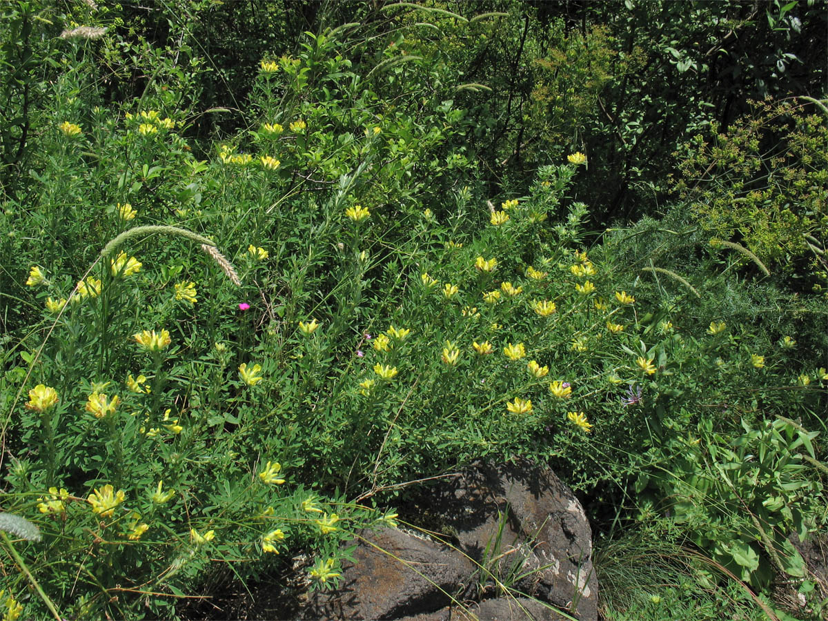 Image of Chamaecytisus rochelii specimen.