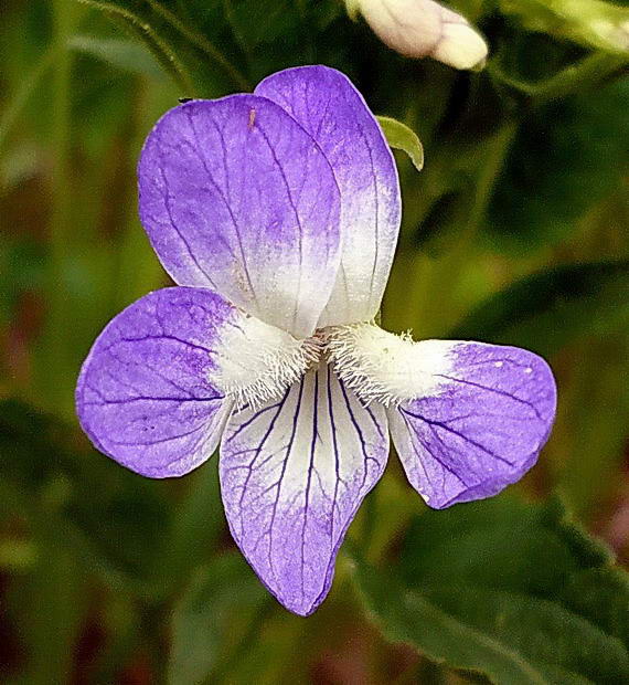 Image of Viola elatior specimen.