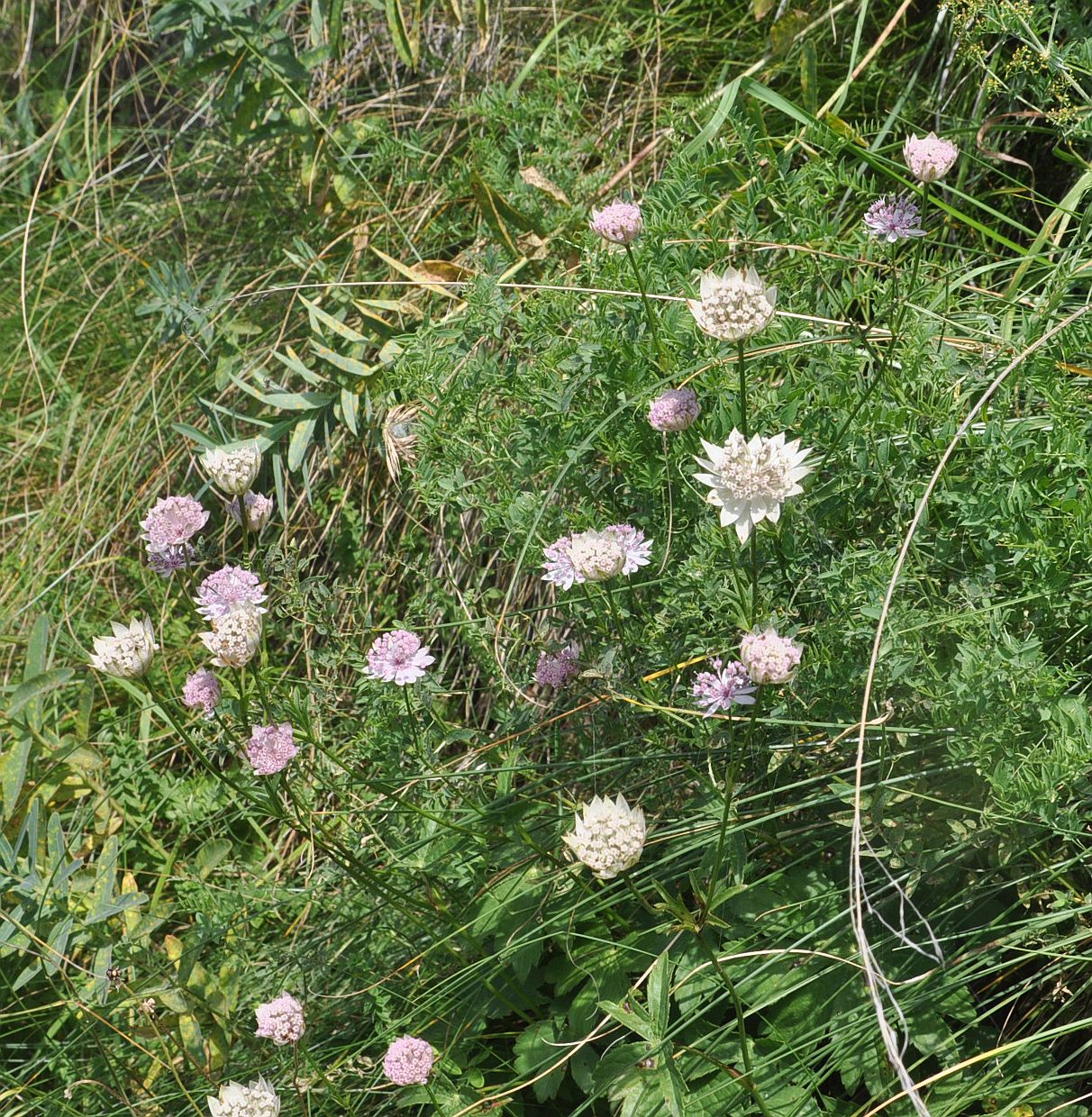 Изображение особи Astrantia trifida.