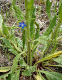 Anchusa azurea. Нижняя часть растения с прикорневыми и стеблевыми листьями и цветком. Узбекистан, Кашкадырьинская обл., на склоне при спуске с Китабского перевала. 30.04.2018.